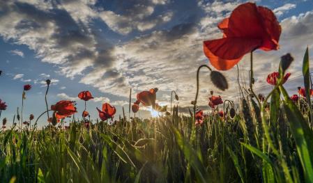 Campos de amapolas en Manlleu.