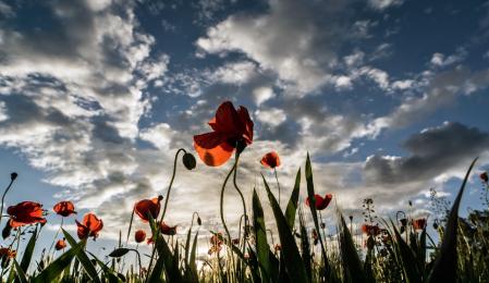 Campos de amapolas en Manlleu.