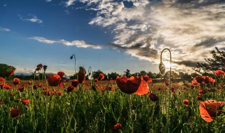 Campos de amapolas en Manlleu.