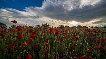Campos de amapolas en Manlleu.