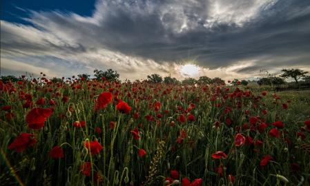 Campos de amapolas en Manlleu.