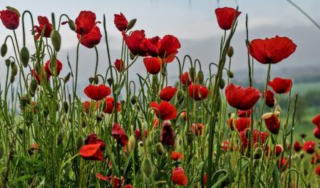 Campos de amapolas en Manlleu.
