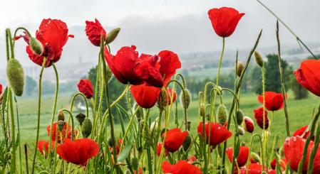 Campos de amapolas en Manlleu.