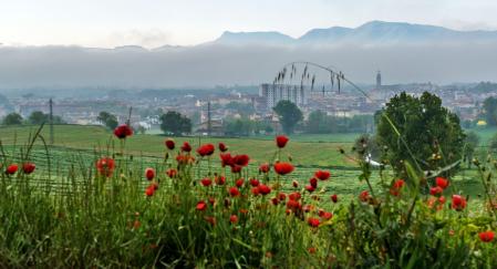 Campos de amapolas en Manlleu.