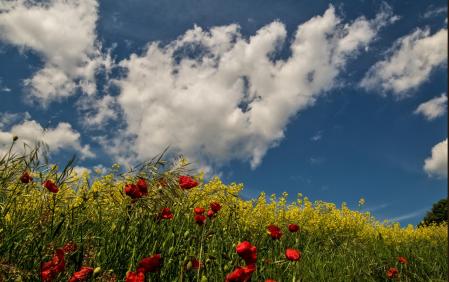Campos de amapolas en Manlleu.