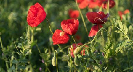 Campos de amapolas en Manlleu.