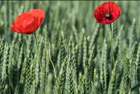 Amapolas entre el trigo en los campos de Manlleu.