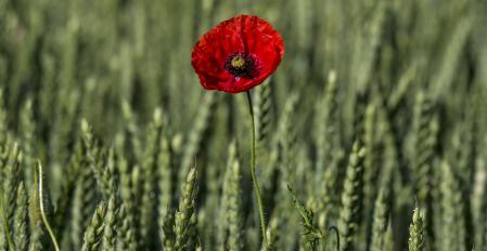 Amapolas entre el trigo en los campos de Manlleu.