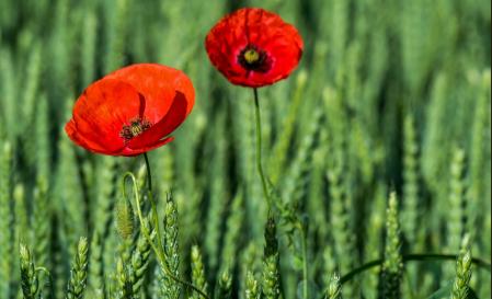 Amapolas entre el trigo en los campos de Manlleu.