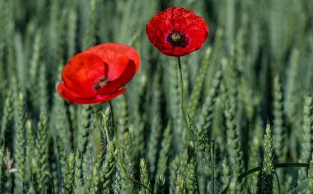 Amapolas entre el trigo en los campos de Manlleu.