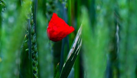 Amapola entre las espigas de trigo.