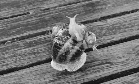 Claroscuro de un caracol cargando con dos más en su caparazón.