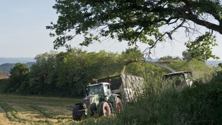 Cosecha de cereales de primavera en los campos de Manlleu.