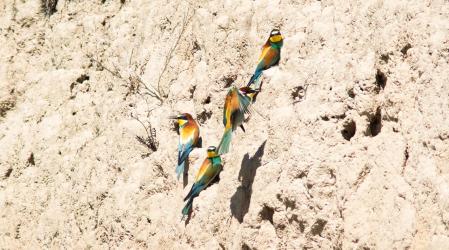Abejarucos en la comarca de Osona.