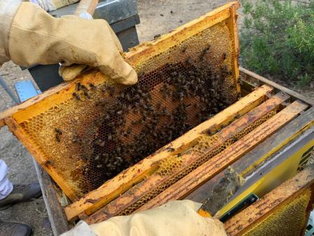 El peso de las colmenas y la actividad de las abejas aumenta en invierno y primavera, según datos de UABee.