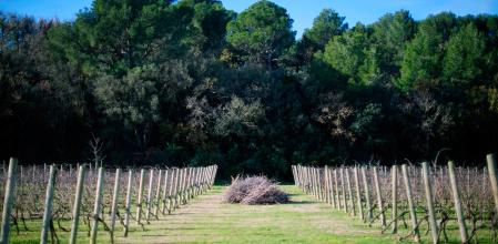 Selección especial de vino rosado
