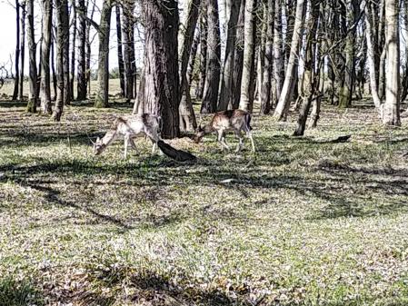 Ciervos en el bosque en la ruta De Zilk a Noordwijk.