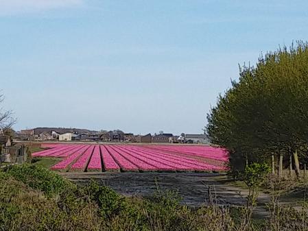De Hillegom a De Zilk.