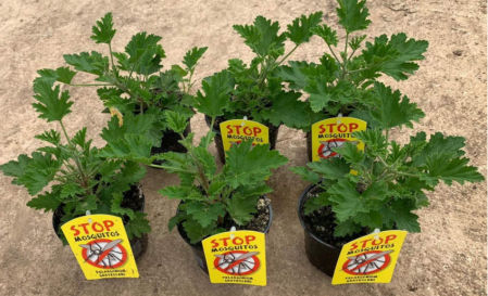 Planta Antimosquitos-Citronella-Pack 6 Plantas