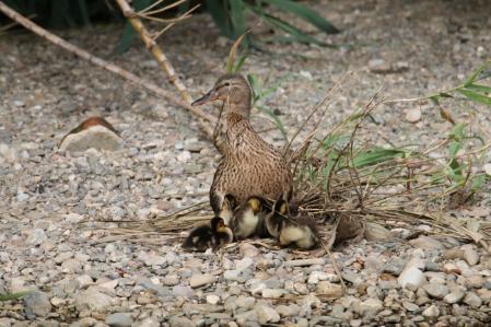 Familia numerosa de paseo en el Parc Fluvial del Besòs.