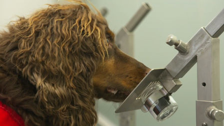Los perros biodetectores pueden identificar el olor de la covid-19 con una tasa de precisión de hasta el 94 %, según un estudio preliminar de la asociación británica Medical Detection Dogs publicado este lunes.