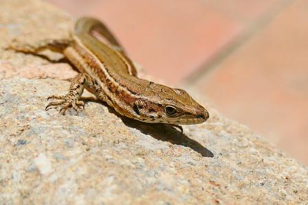 Retrato de una lagartija colilarga encontrada en los jardines del monasterio de Pedralbes.