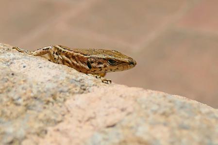 Lagartija colilarga tomando el sol en el monasterio de Pedralbes.
