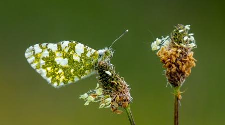 Mariposa blanquiverdosa meridional.