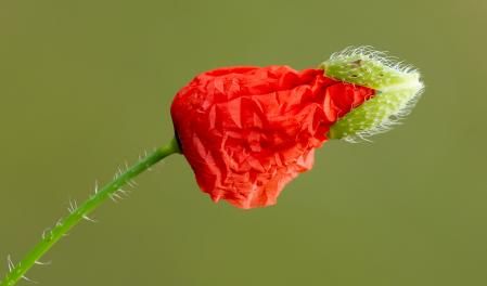 Explotando la amapola.