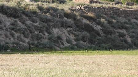 Reto visual de los nueve conejos.