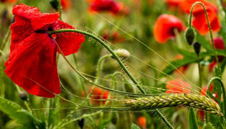 La espiga de cebada y la amapola mojada.