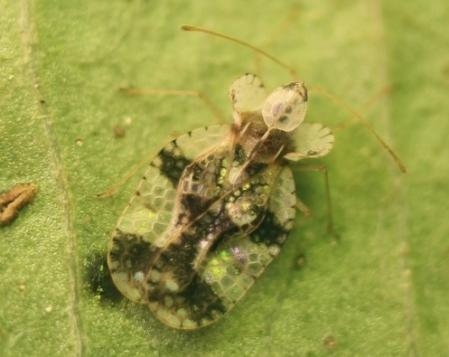 Los primeros ejemplares de tigre de laurel localizados en la península se observaron en Lloret de Mar .