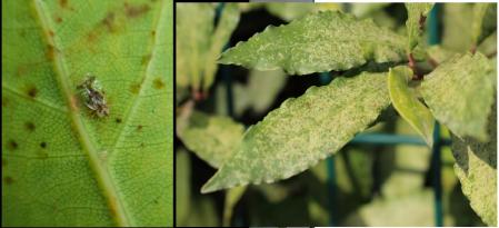 Ejemplar de tigre del laurel y anverso de hojas afectadas .
