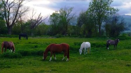 Naturaleza viva en La Cerdanya.
