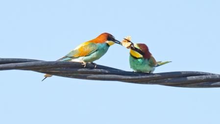 El macho le ofrece la mariposa a la hembra.