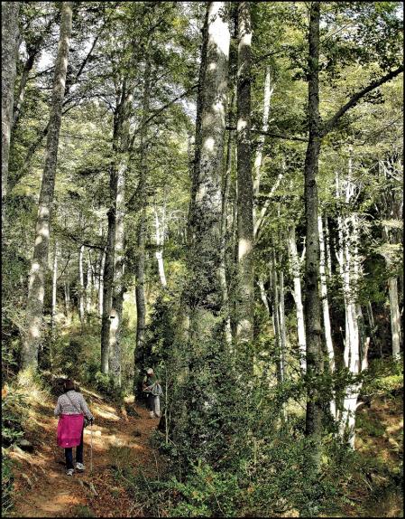 Fageda de la Grevolosa.