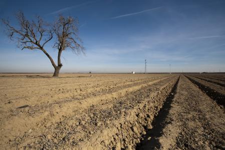 El valle Central de California, considerado como la gran despensa agrícola de Estados Unidos, afectado por la sequía.