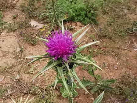 Paseo primaveral por los paisajes de Gallecs.