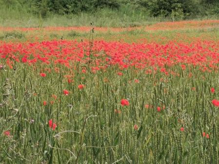 Paseo primaveral por los paisajes de Gallecs.