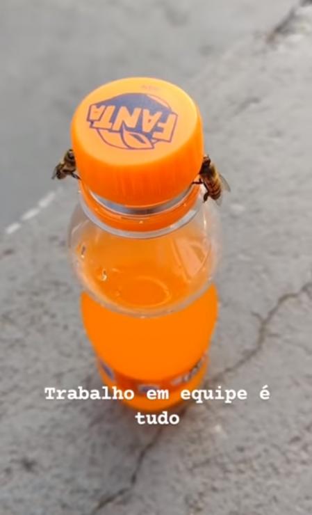 Las abejas se las apañaron para abrir el tapón.