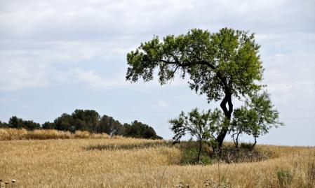 El espacio natural de Gallecs.