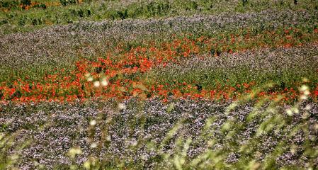 El espacio natural de Gallecs.