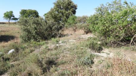 Reto visual: ¿Dónde está el conejo?