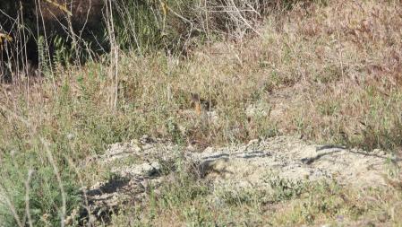 Reto visual: la pista del conejo en detalle.