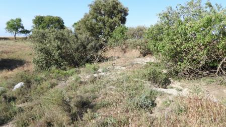 Solución al reto visual del conejo.