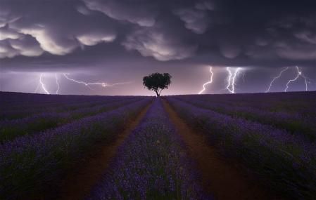 Electric Storm on Lavender (Tormenta eléctrica en lavanda)