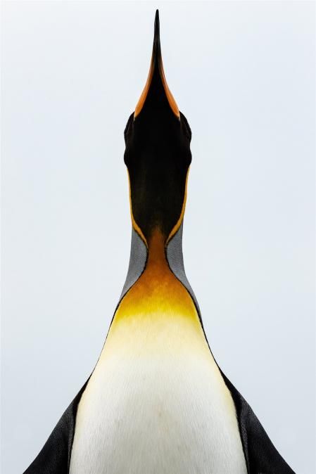 Fotografía finalista en la categoría: Natural World & Wildlife