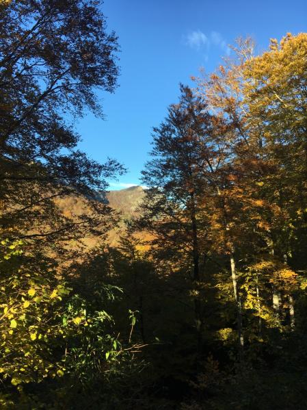 El bosque de la Grevolosa.