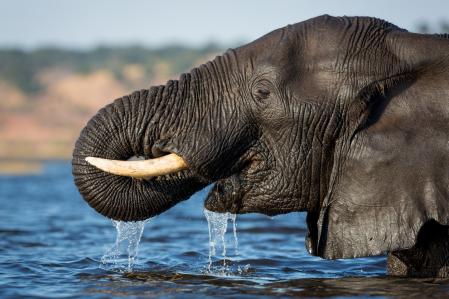Beber con ayuda de la trompa es una de las habilidades de elefantes como este en  Chobe River, en Botsuana .