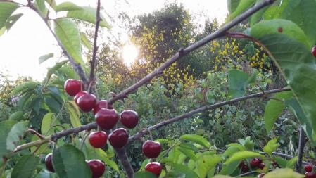 Cerezas en Sant Climent de Llobregat.